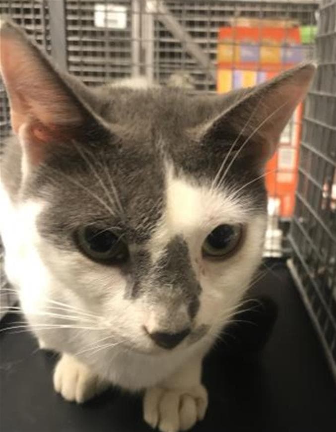 Pluto - Domestic Short Hair
