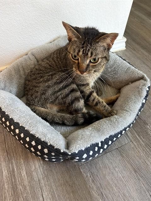 Smokey - Domestic Short Hair