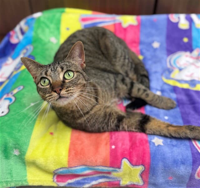 Smokey - Domestic Short Hair