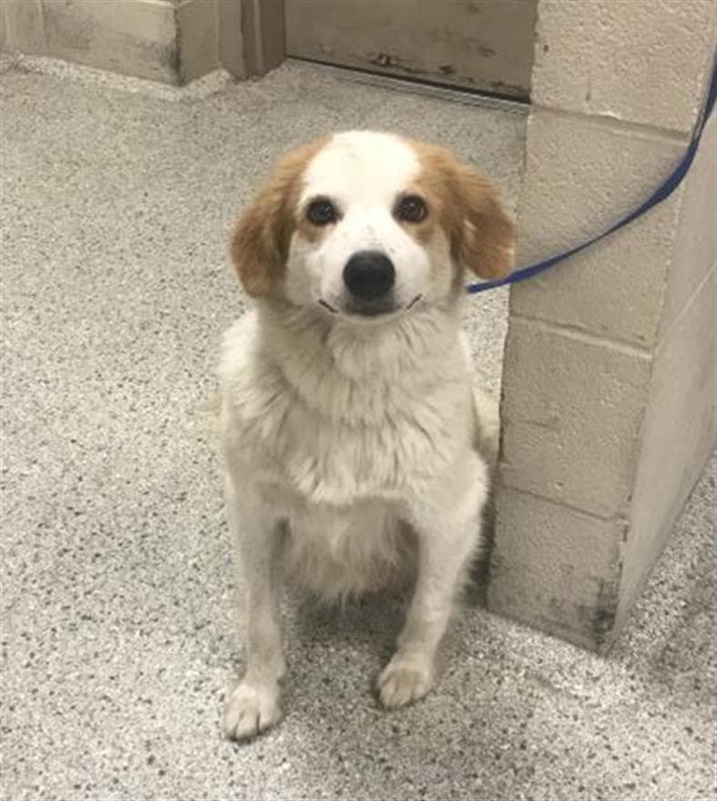 Peaches - Border Collie