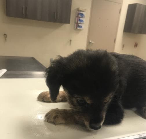 Unknown - Australian Shepherd