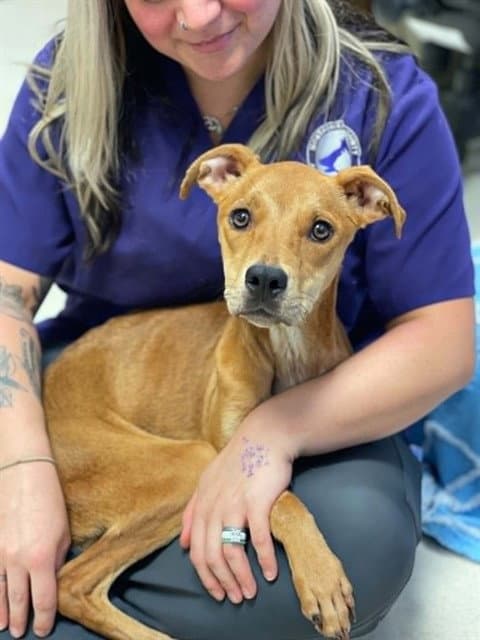 Saffron - Carolina Dog