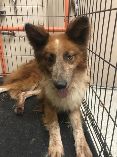 Unknown - Australian Cattle Dog/Blue Heeler