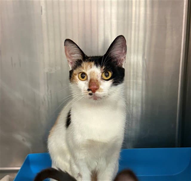 Daphne - Domestic Short Hair