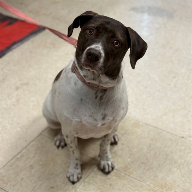 Pepper - German Shorthaired Pointer