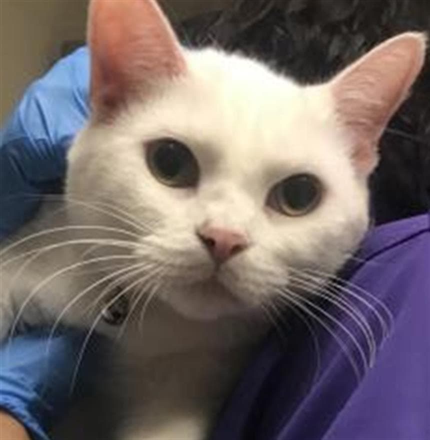 Sparkle Claws - Domestic Short Hair