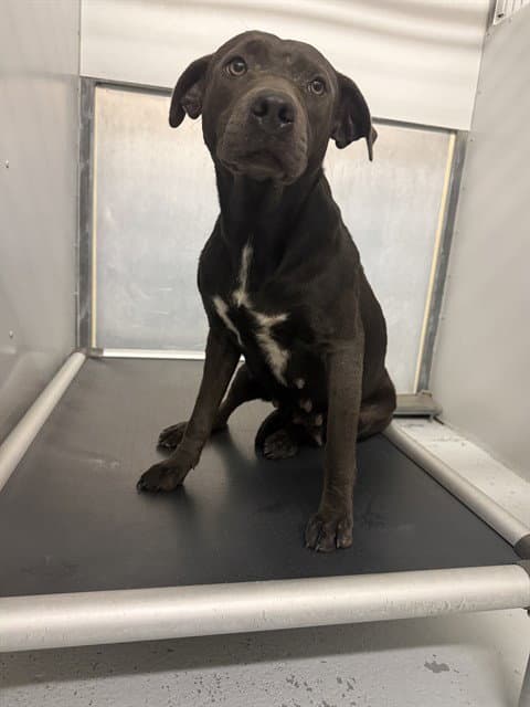 Winnie - Pit Bull Terrier