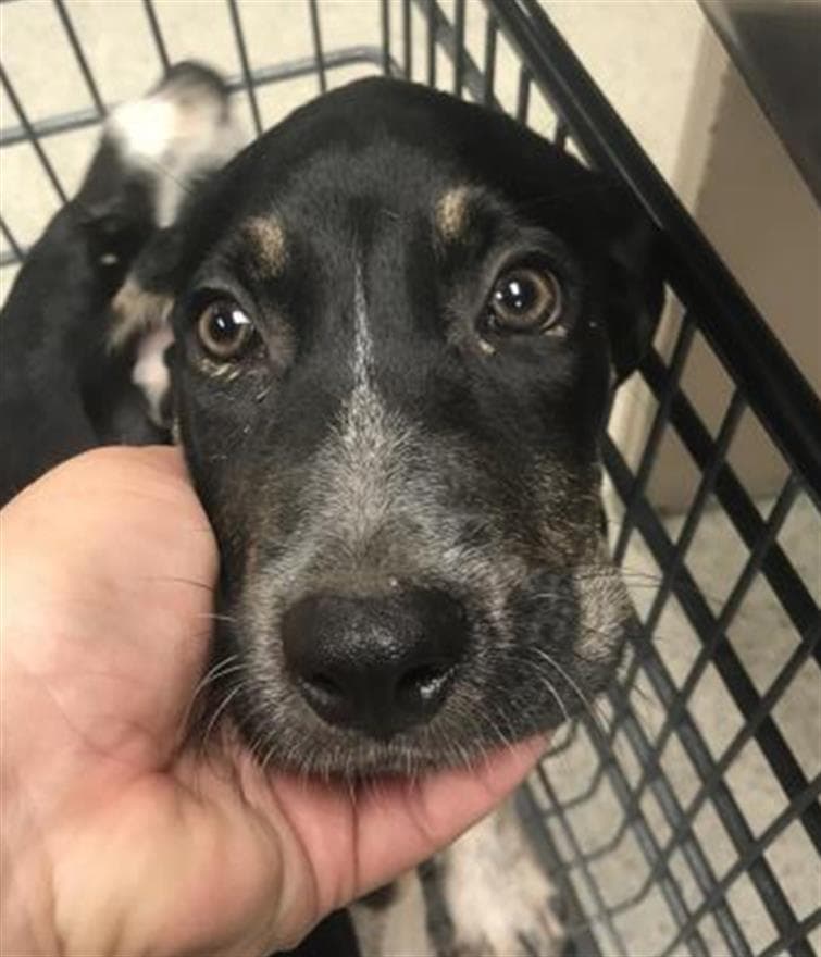 Goose - Labrador Retriever