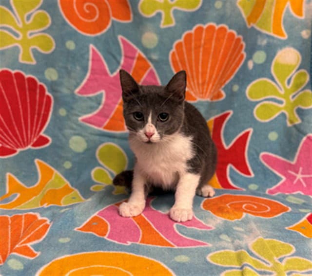 Chunky - Domestic Short Hair
