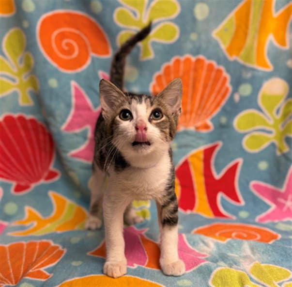 Gabriel - Domestic Short Hair