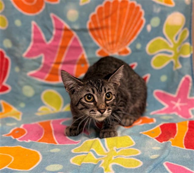 Snake - Domestic Short Hair