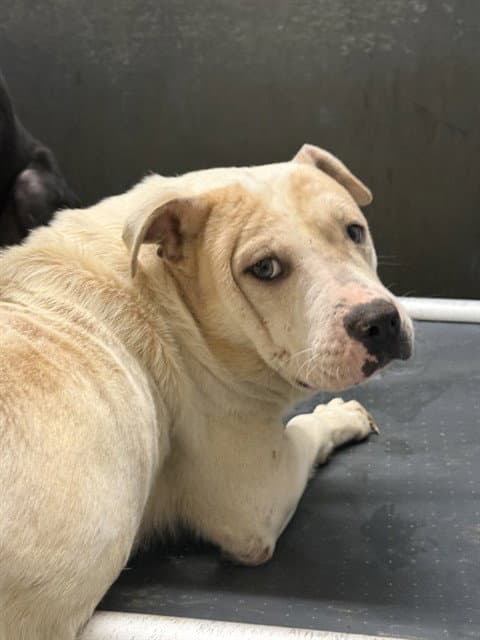 Ridge - Chinese Shar-Pei