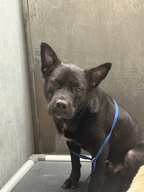 Brooks - Chinese Shar-Pei