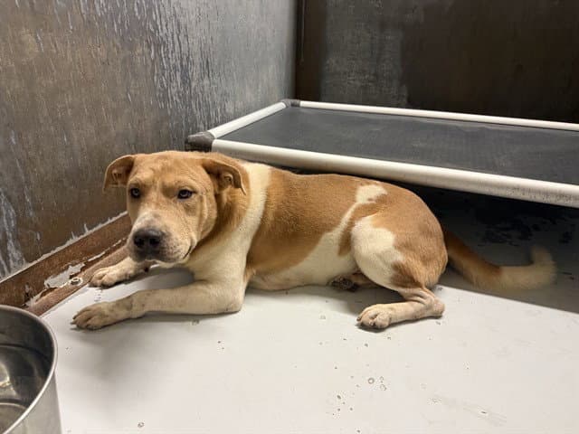 Mork - Chinese Shar-Pei