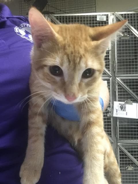 Picasso - Domestic Short Hair