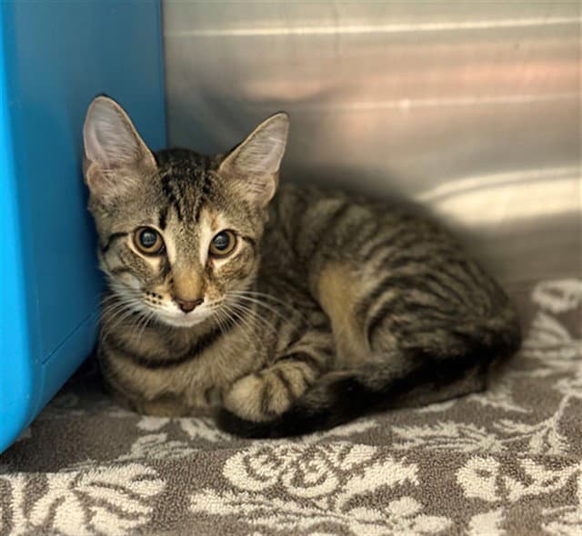 Shy Baby - Domestic Short Hair
