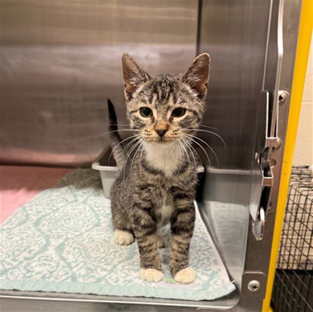 Nemo - Domestic Short Hair