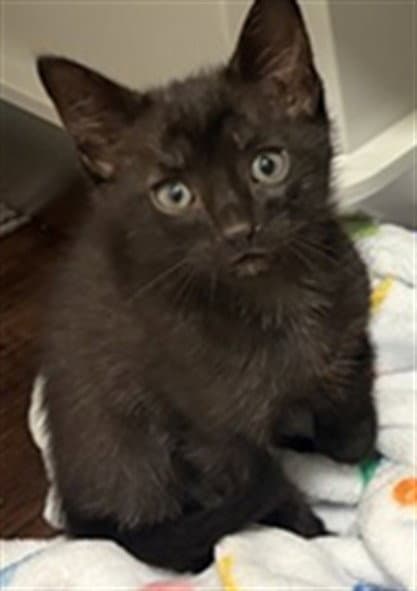Unknown - Domestic Short Hair