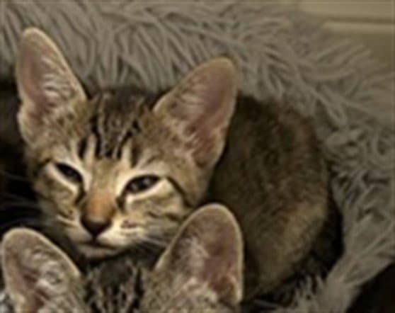 Unknown - Domestic Short Hair