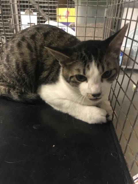 Unknown - Domestic Short Hair