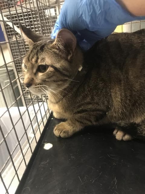 Unknown - Domestic Short Hair