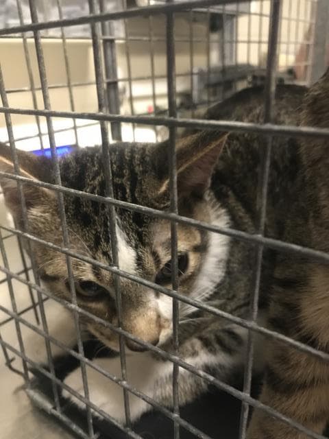 Unknown - Domestic Short Hair