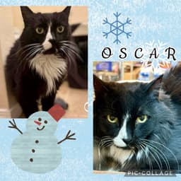 Oscar image 1