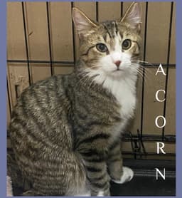 Acorn image 1