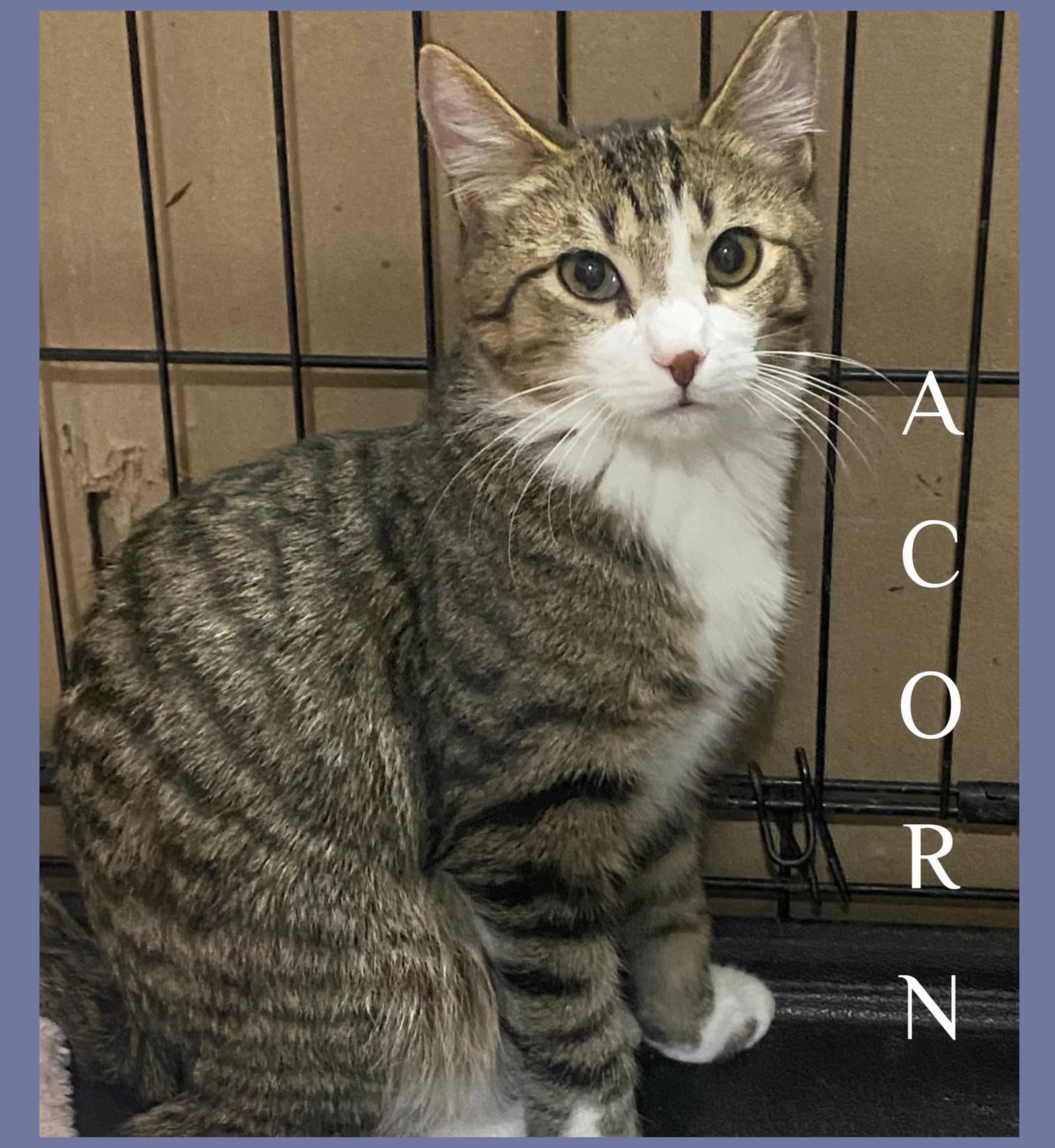Acorn - Tabby