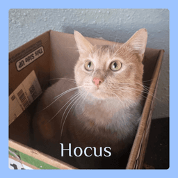 Hocus image 1