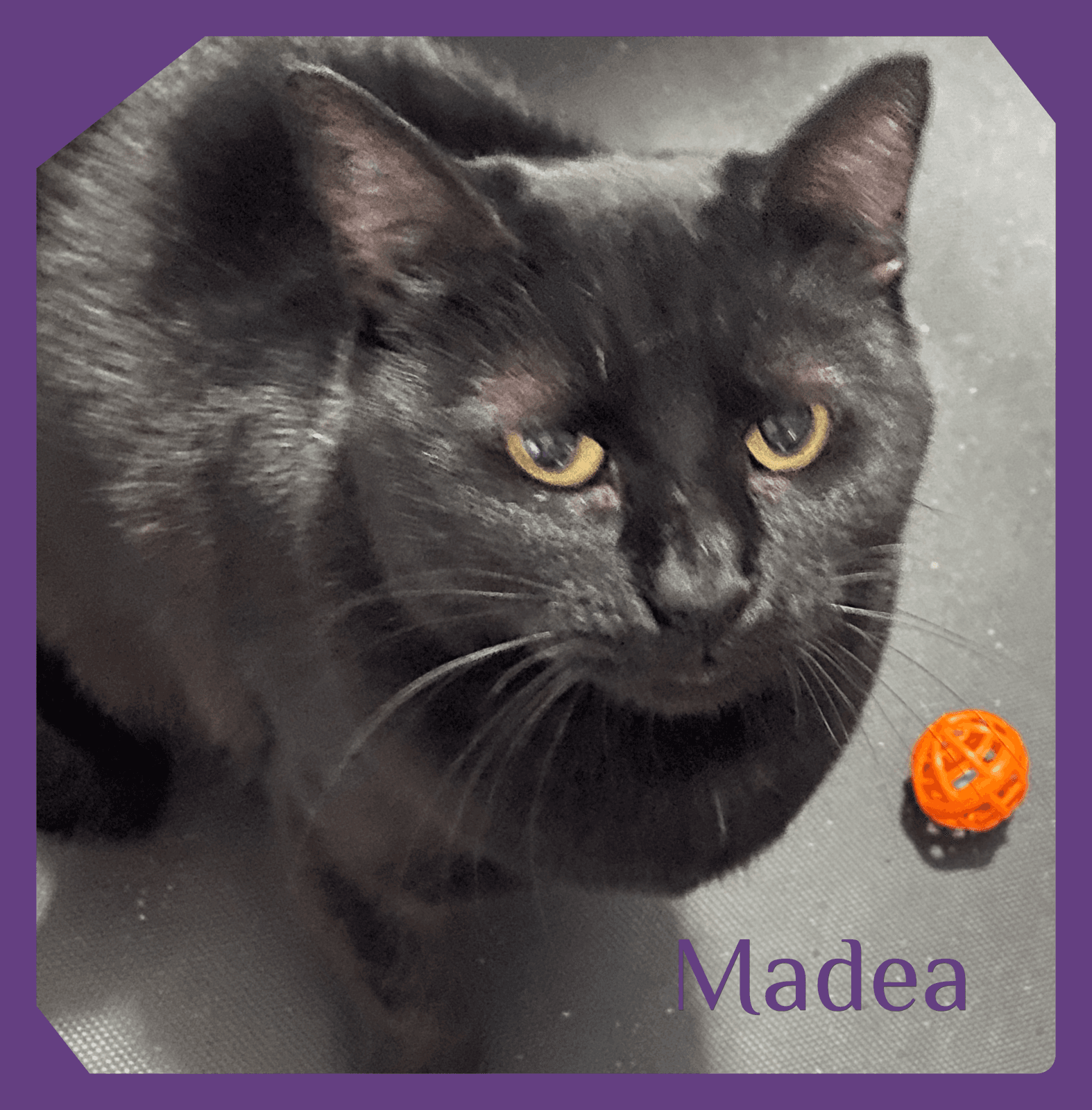 Madea - Tabby