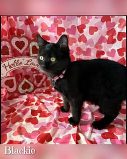 Blackie image 1