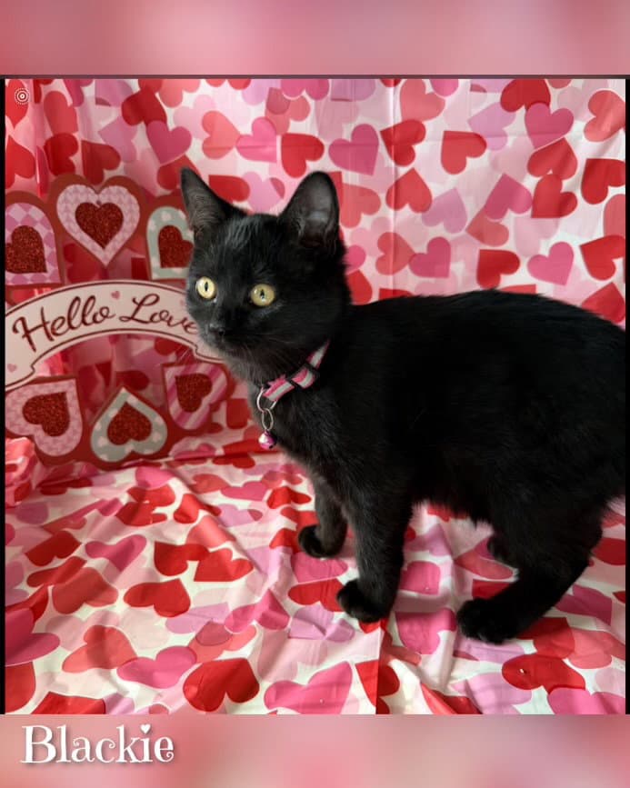 Blackie - Tabby