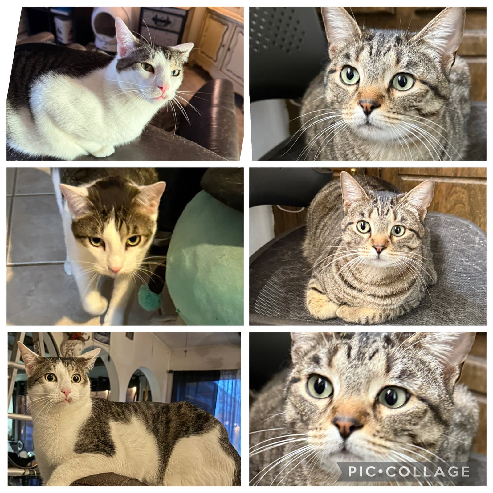 Pancake - Tabby