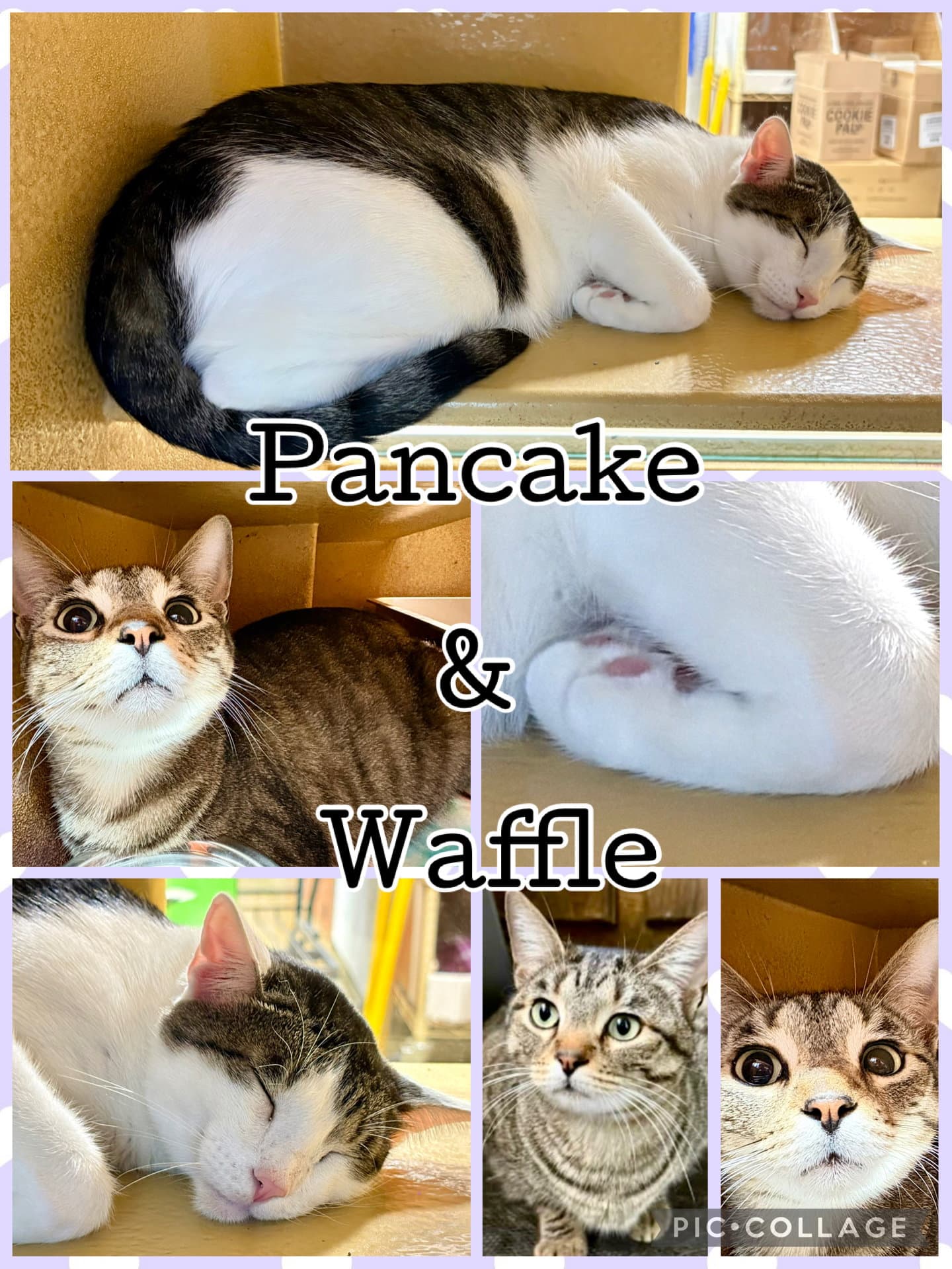Pancake - Tabby