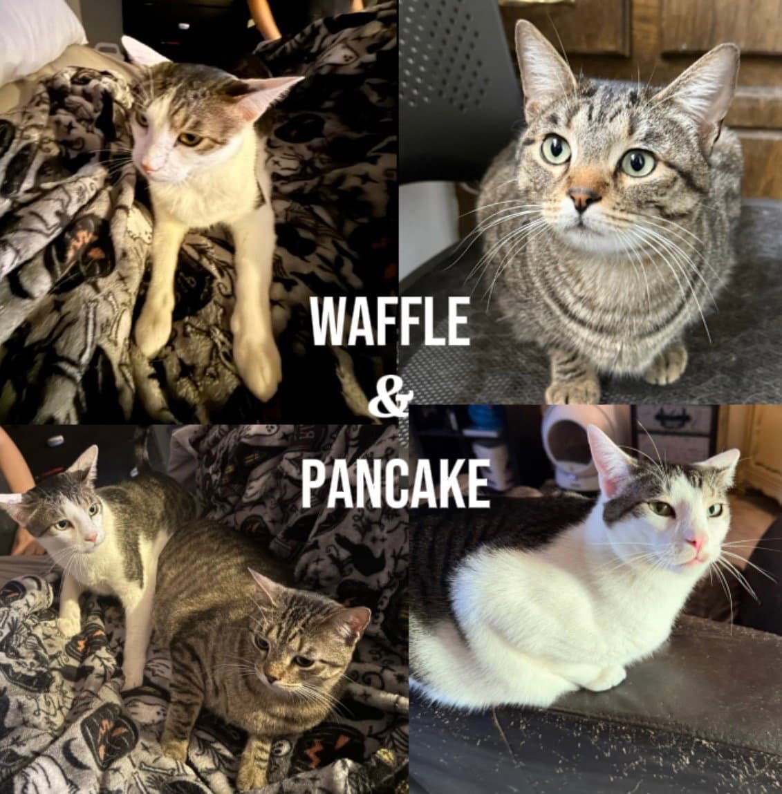 Waffle - Tabby