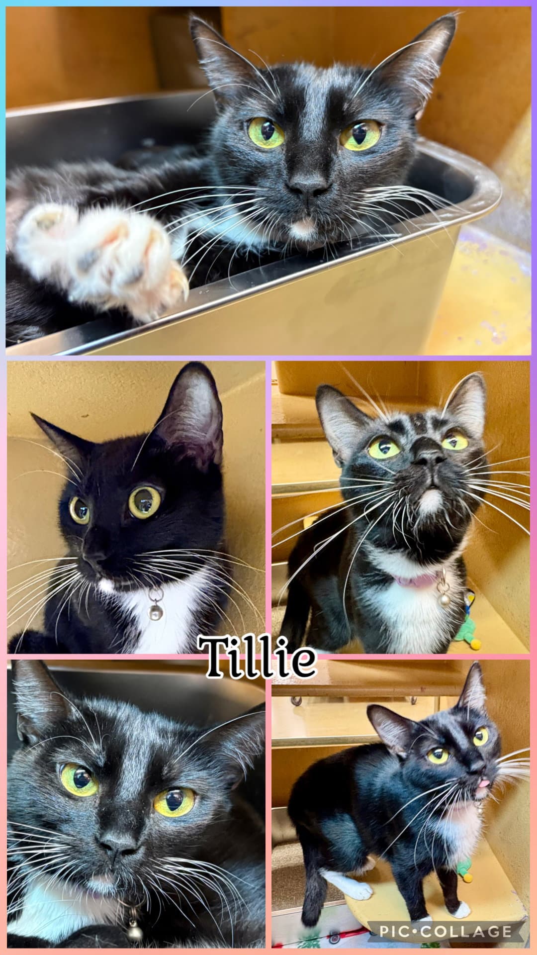 Tillie - Tuxedo