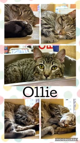 Ollie image 1