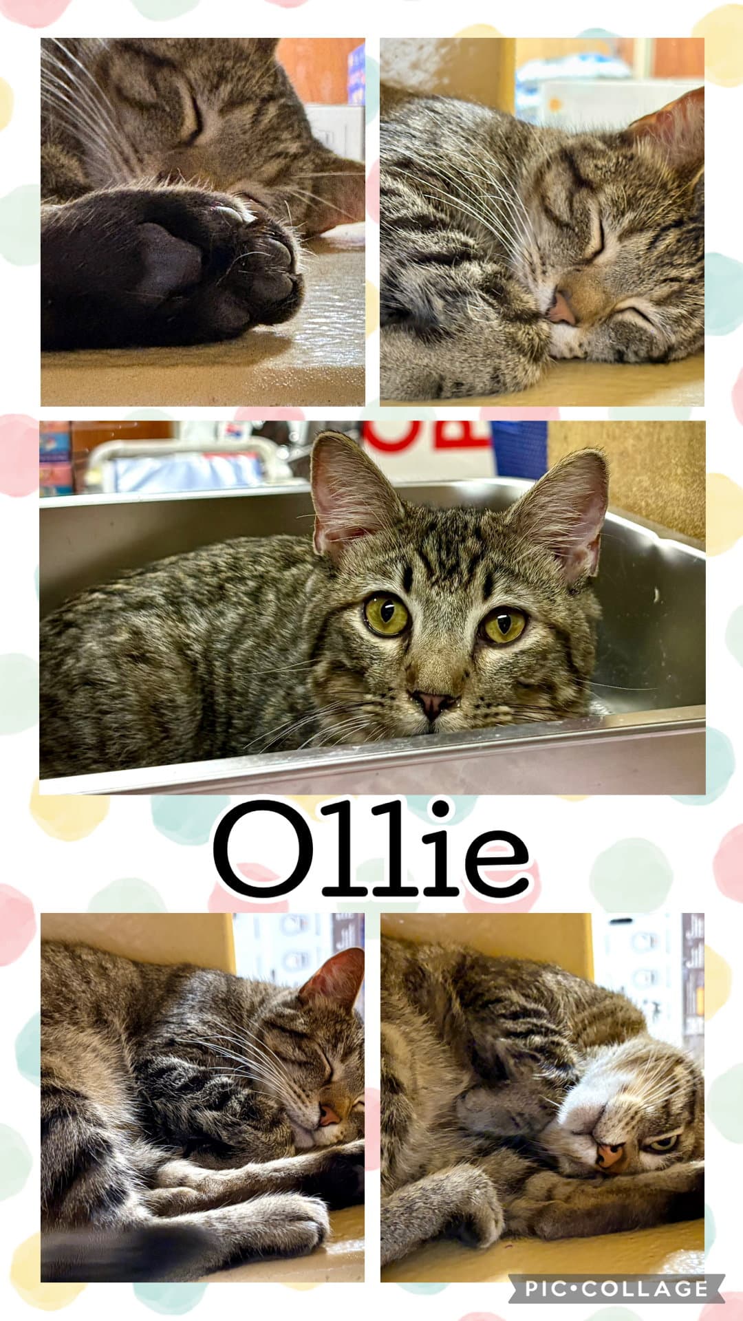 Ollie - Tabby