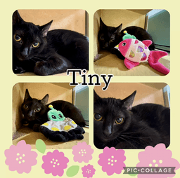 Tiny image 1