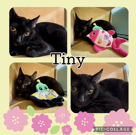 Tiny - Tabby