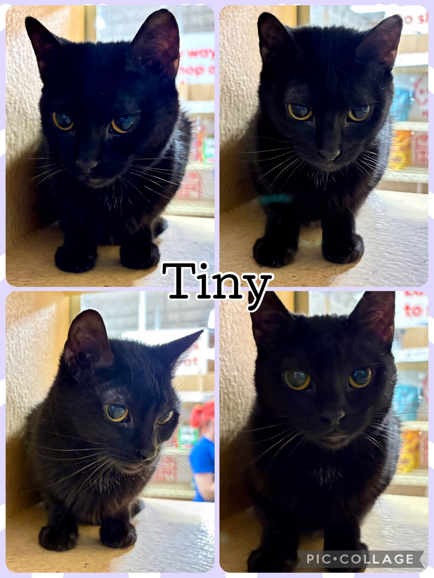 Tiny - Tabby