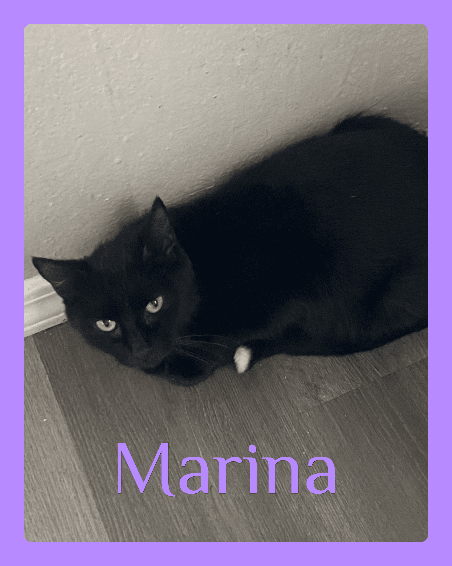 Marina - Tabby