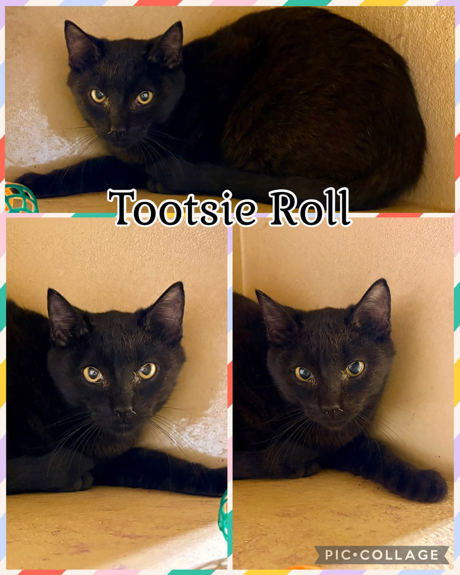 Tootsie Roll - Tabby