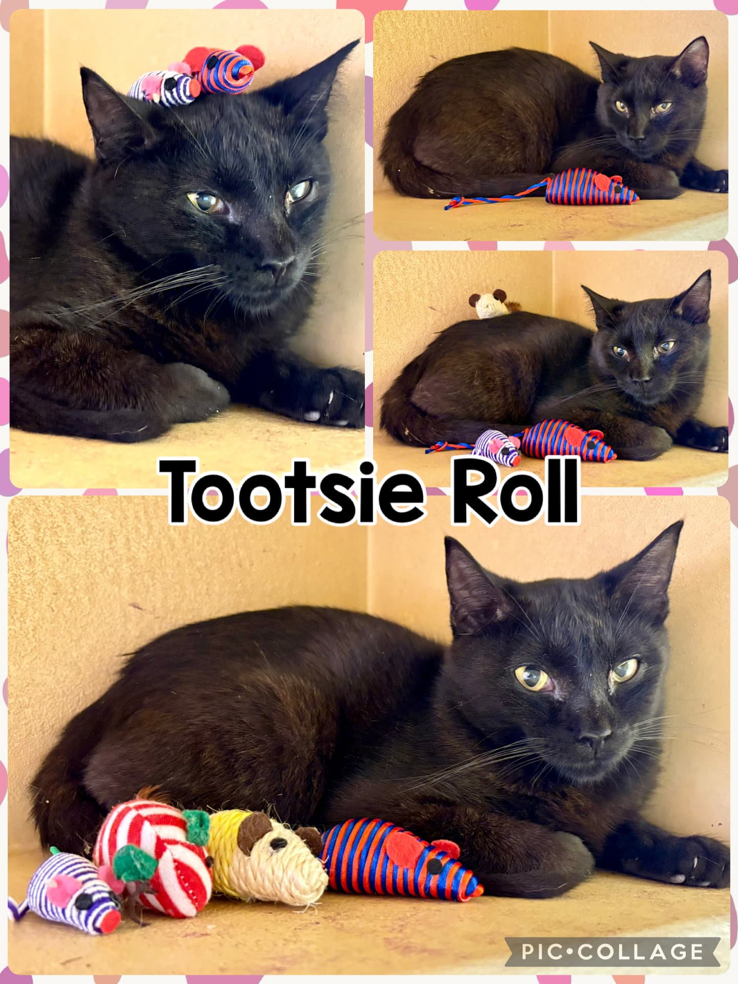 Tootsie Roll - Tabby