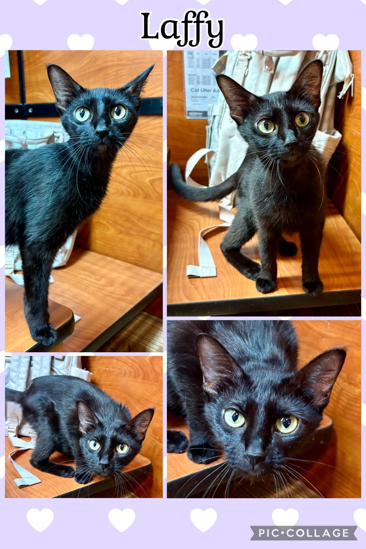 Laffy - Tabby