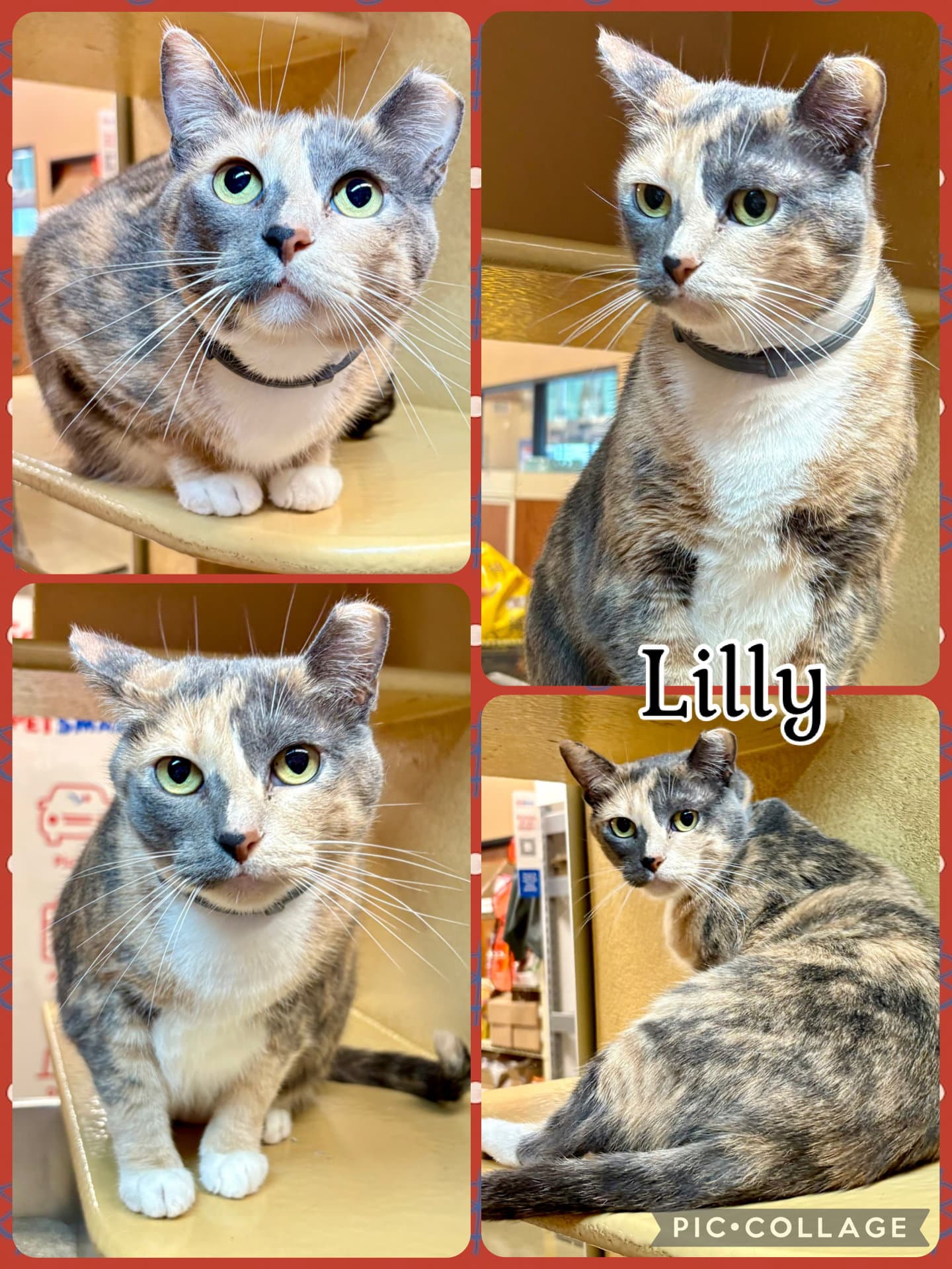 Lilly - Dilute Calico