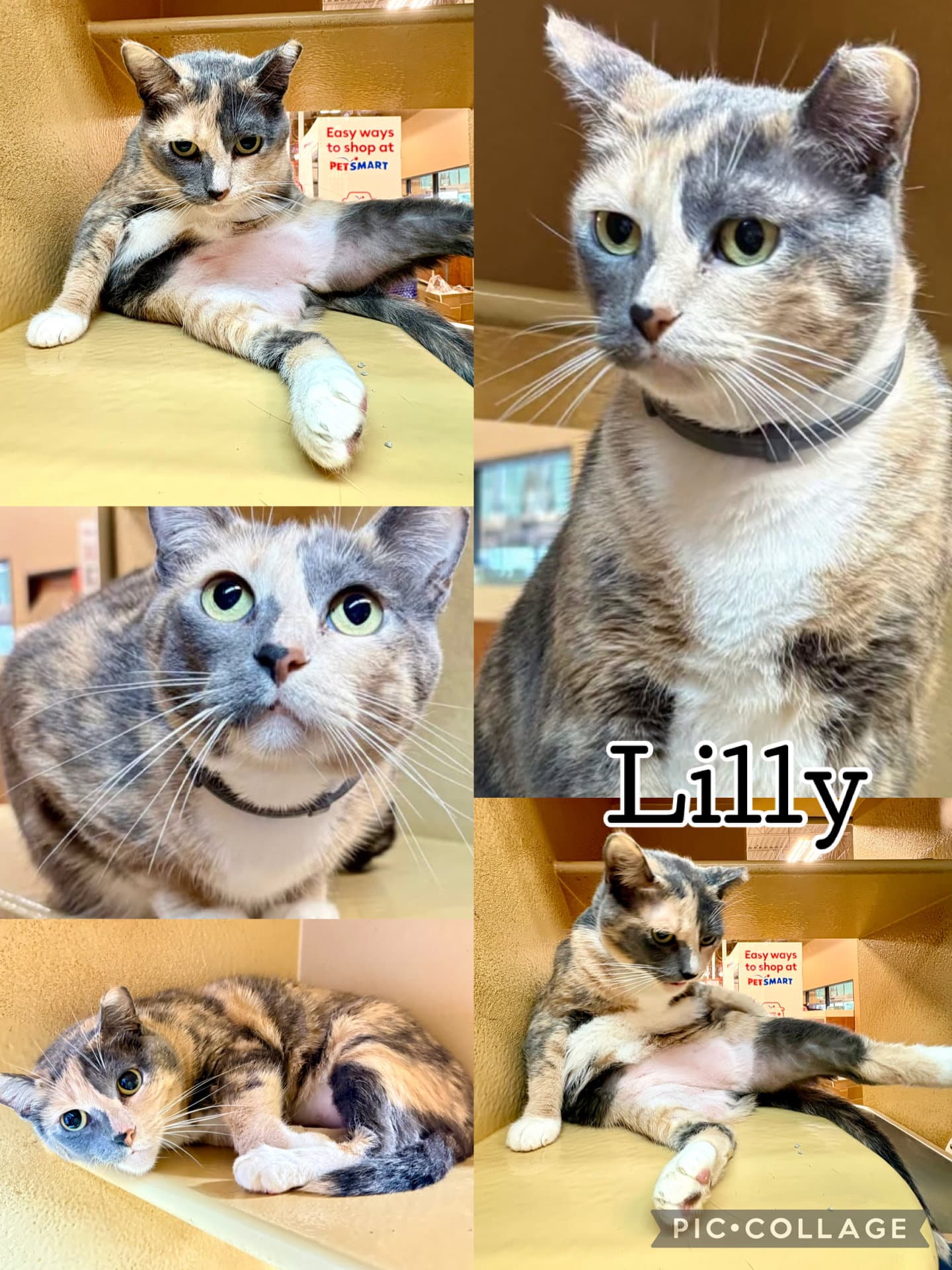 Lilly - Dilute Calico