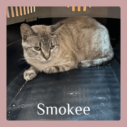 Smokee image 1