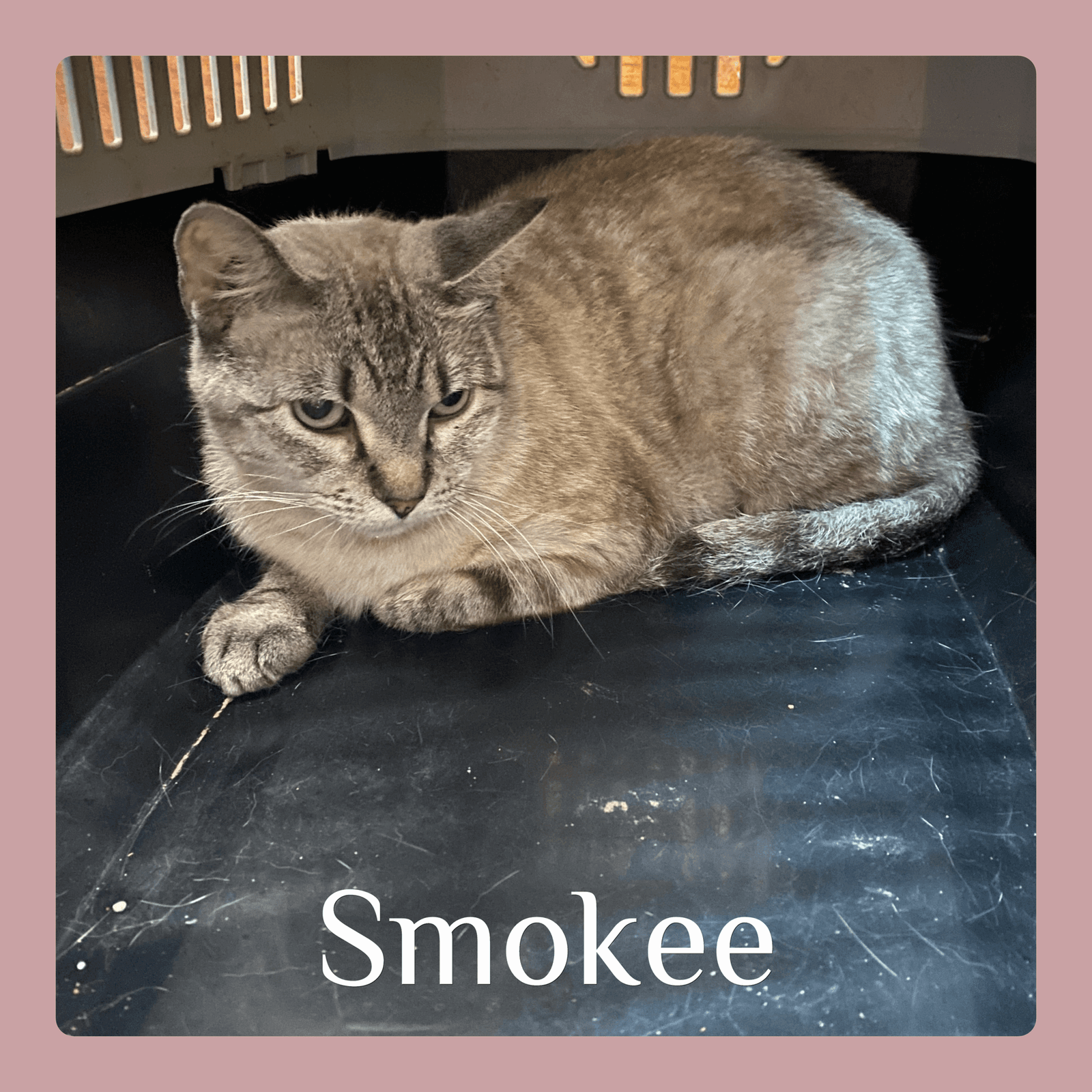Smokee - Siamese